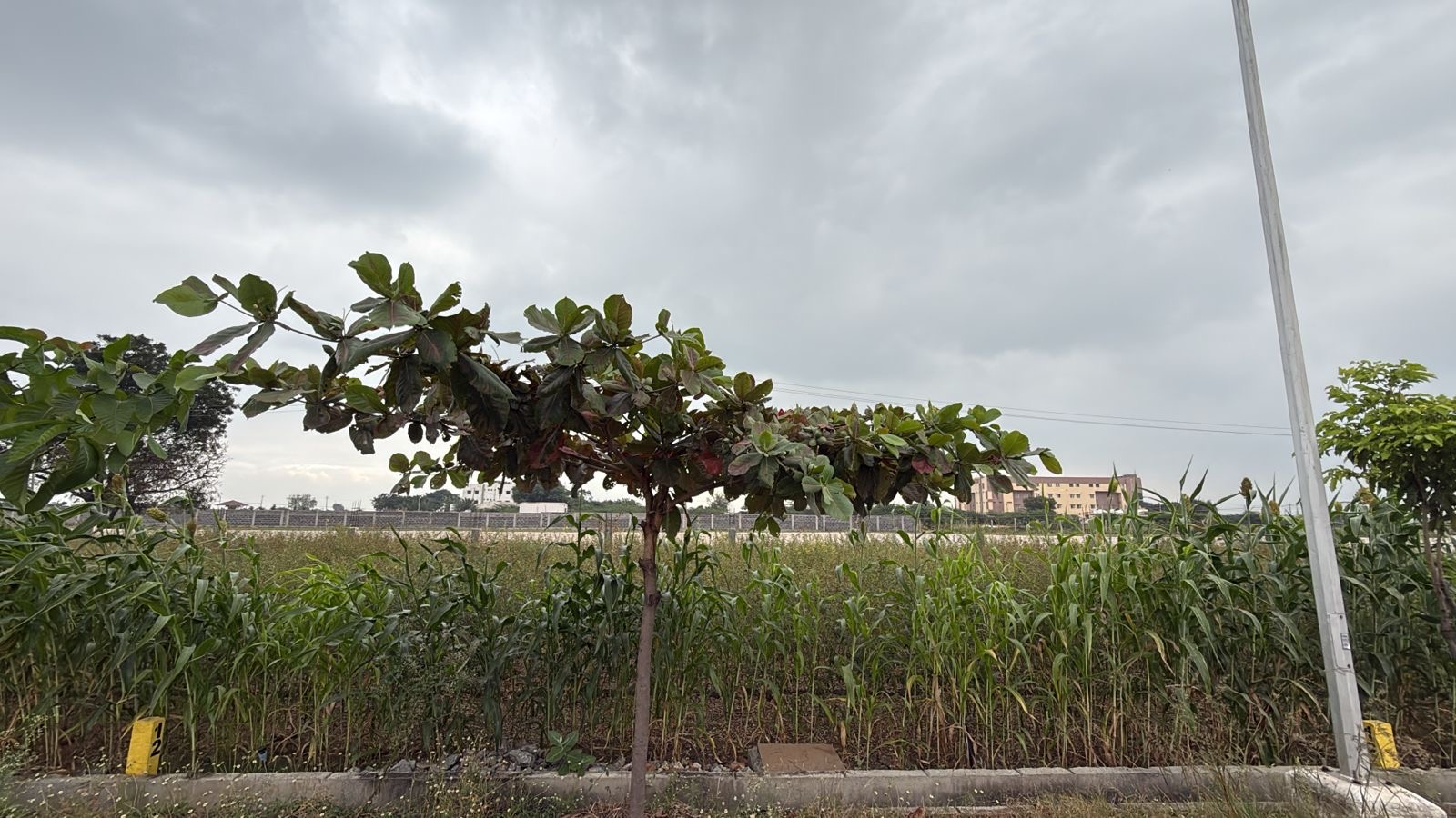 Plot for Sell in Gonal , Rupangudi gudi, ballari